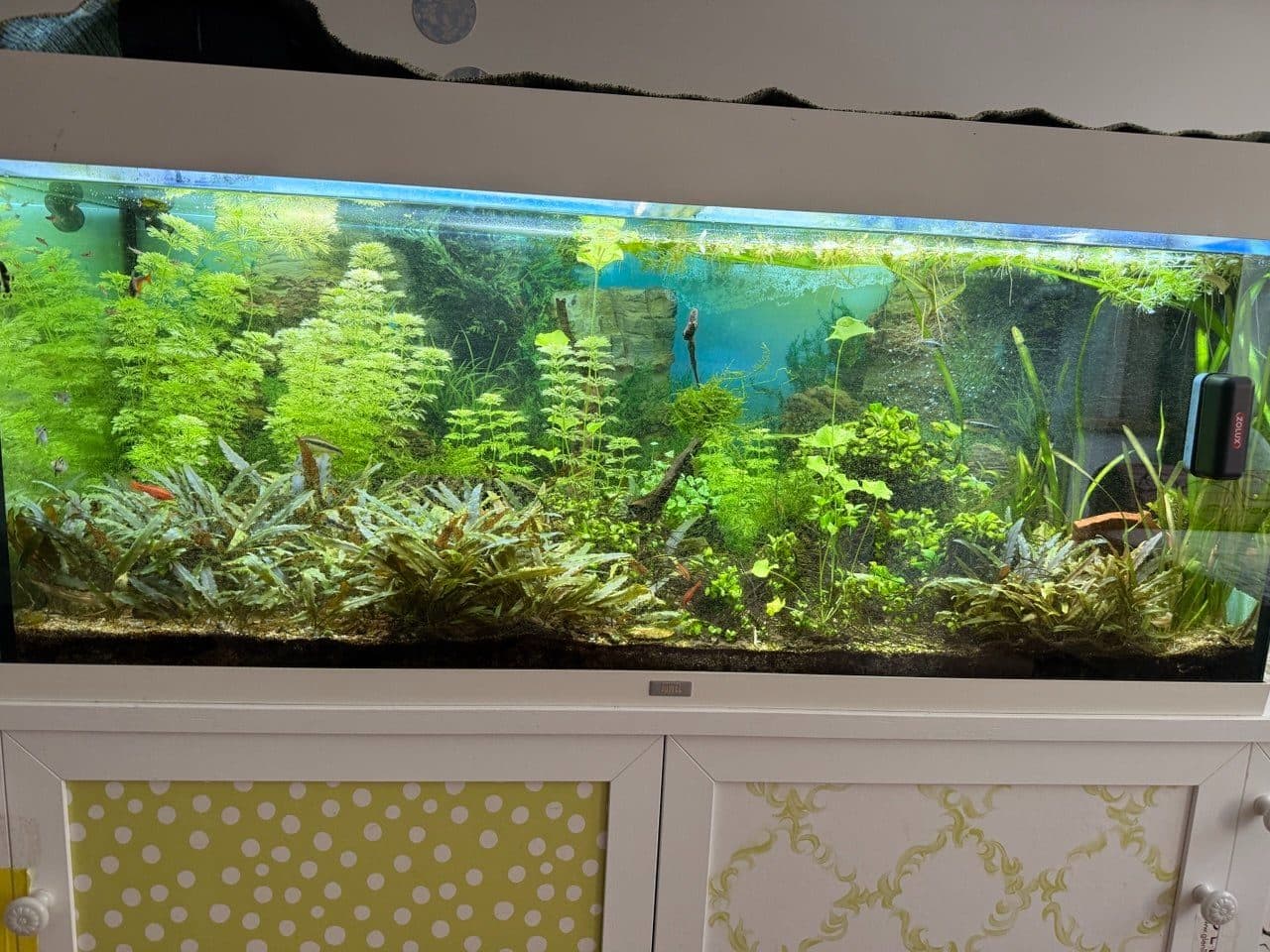 L'acquascape piantumato in stile Takashi Amano