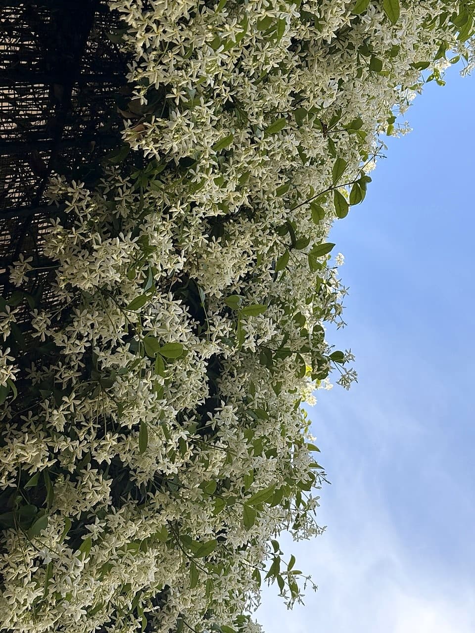 Dettaglio dei fiori bianchi del gelsomino stellato