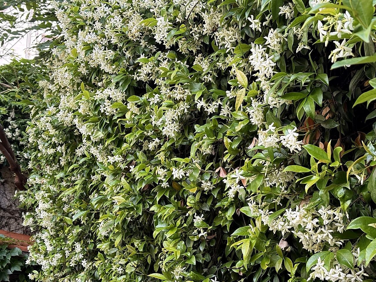 Il giardino con la parete di gelsomino stellato in fiore