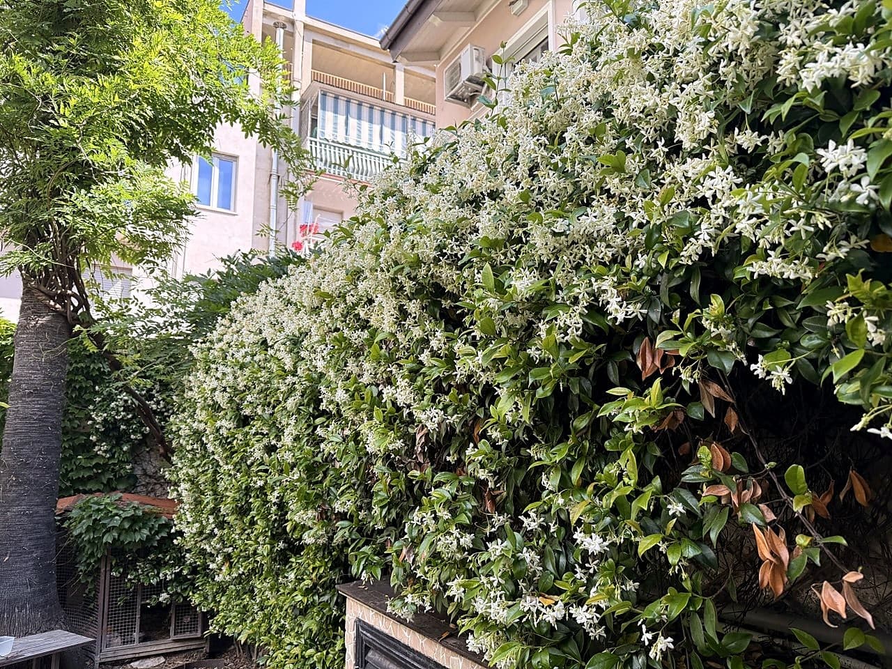 Il giardino in maggio, con la parete di gelsomino stellato in fiore