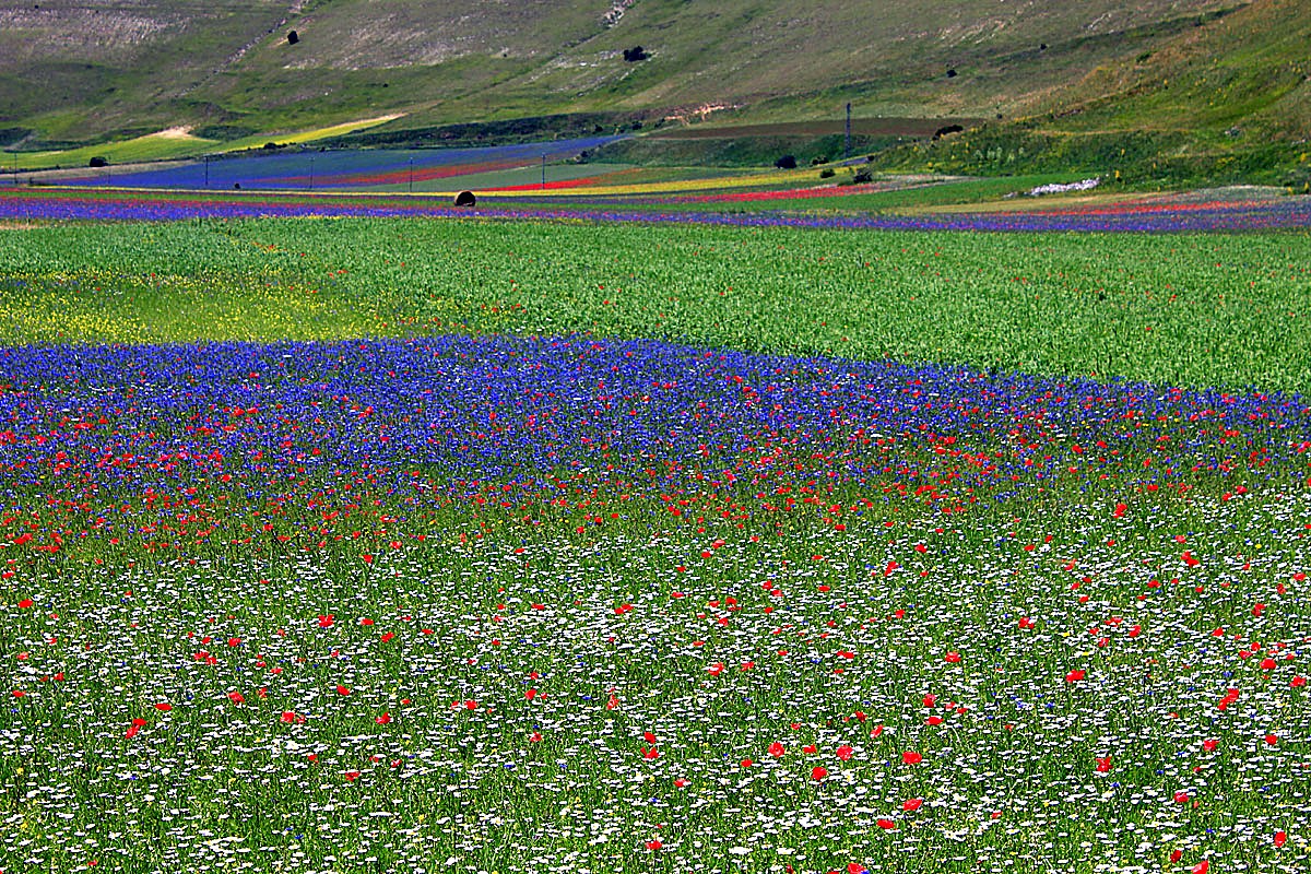 Pian Grande di Castelluccio di Norcia in piena fioritura · campi di papaveri rossi, fiordalisi blu, margherite bianche, lenticchie verdi · uno dei panorami più riconoscibili d'Italia